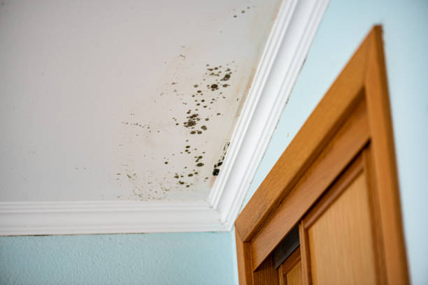 Office Mold Removal Services in Lakeside, CA
