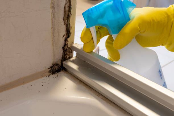 Best Office Mold Removal Services  in Lakeside, CA