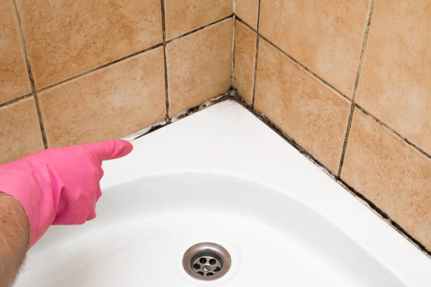 Professional Mold Removal in Lakeside, CA