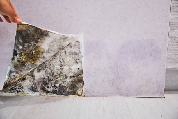Best Fast Mold Removal  in Lakeside, CA